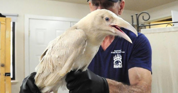 A Rare White Raven Was Found Hurt On Vancouver Island And A Rescue Center Has Saved Its Life