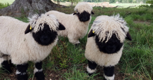 There Are Fluffy Blacknose Sheep You Can Own As A Pet and They Are Adorable