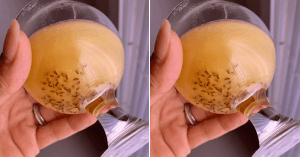 Here’s The Best Way to Get Rid of Gnats
