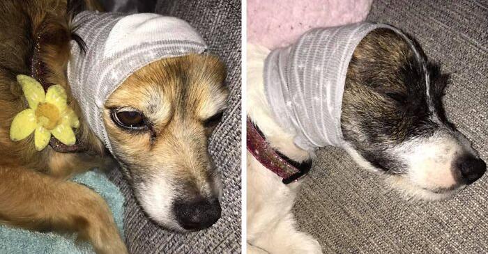 People Are Using A Pair of Socks To Calm Their Pets During Fireworks and It’s Pure Genius