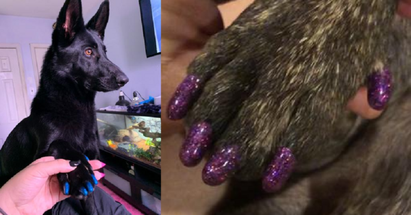These Vinyl Nail Covers Help Protect Your Floors While Giving Your Dog The Perfect Pedicure