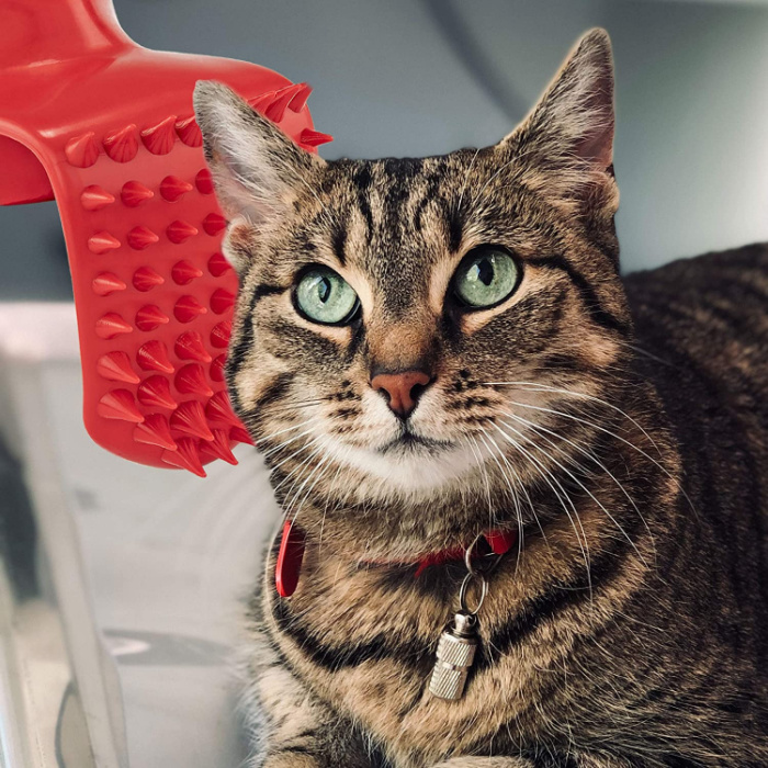 This Tongue Cat Brush Lets You Safely 'Lick' Your Cat While Brushing Them