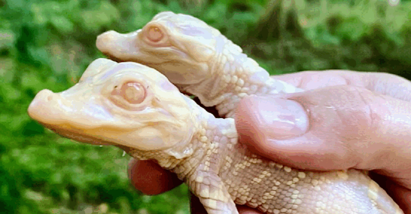 Two Albino Alligator Babies Were Born At A Zoo In Florida And I Have To Go See Them