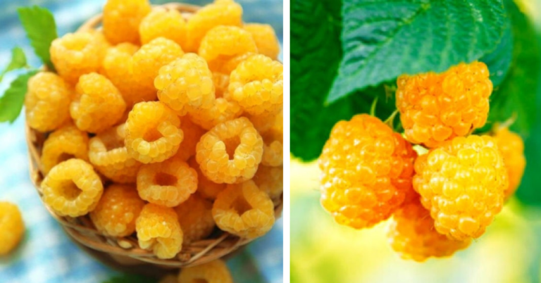 You Can Grow Golden Raspberries That Are Almost Too Beautiful To Eat
