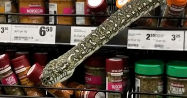 This 10-Foot Python Was Hanging Out On The Spice Aisle Waiting To Surprise Unsuspecting Grocery Store Guests