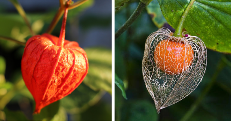 Japanese Lantern Plants Are Pure Beauty and I Totally Want Some