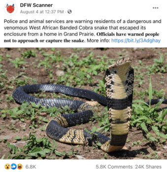 There Is A Venomous West African Banded Cobra Missing In Texas Right ...