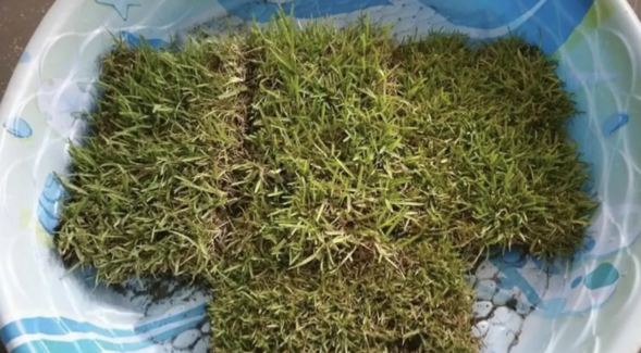 People Are Putting Pieces of Sod Into Kiddie Pools and It’s Pure Genius