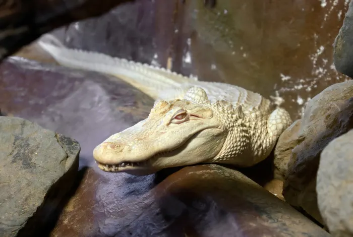 Albino Crocodile 