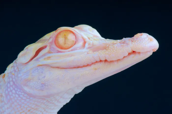 Rare albino alligator babies hatched at Wild Florida