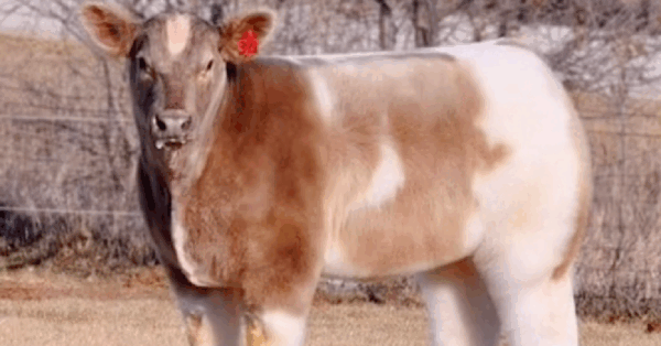 Have You Ever Wondered What A Cow Looks Like When It’s Washed and Blowdried?