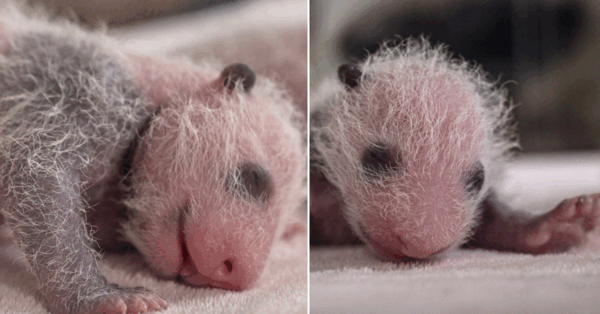This Zoo Has Just Released Pictures Of Newborn Pandas and They Are Beary Cute
