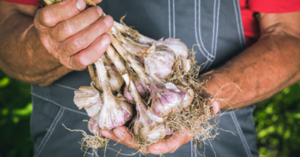 Here’s How To Grow Your Own Garlic (It’s Easier Than You Think)