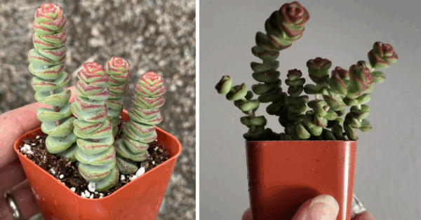 These Plants Are Called ‘String Of Buttons Succulents’ Because They Are Literally Cute As A Button