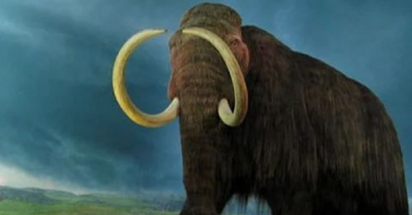 Scientists Want To Bring The Woolly Mammoth Out Of Extinction And Do We Really Think This Is A Solid Plan?