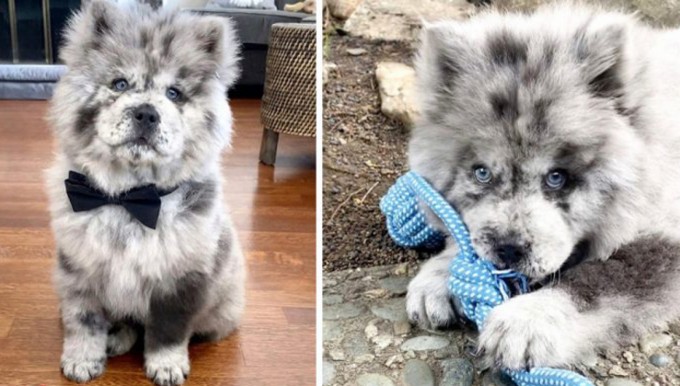 This Chow Puppy Is Named ‘Oreo Cloud’ Because He Looks Like Cookies & Cream Ice Cream