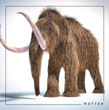 Scientists Want To Bring The Woolly Mammoth Out Of Extinction And Do We ...