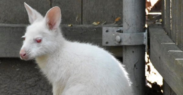 An Albino Baby Wallaby Was Born At A Zoo In Kansas And It Is Adorable