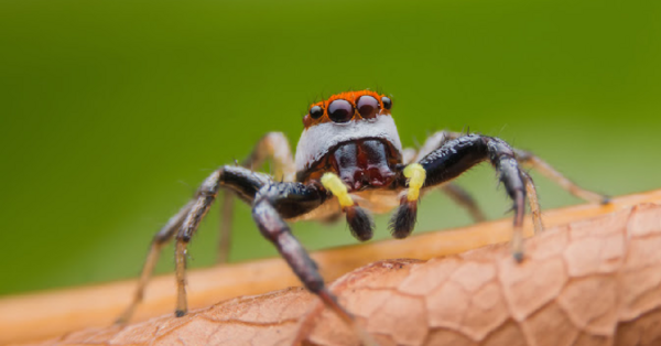 Turns Out, The Way You Clean May Be Accidentally Inviting Spiders Into Your Home