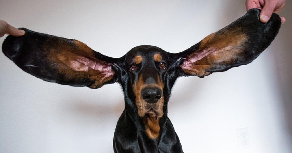 Meet Lou, The Dog With The Longest Ears According To The Guinness World Records