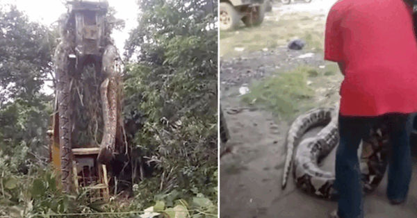 A Giant Snake Had To Be Lifted By A Crane In A Rainforest And I May Not Sleep Tonight