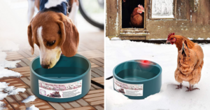 This Heated Pet Water Bowl Is Perfect For Keeping Pets Hydrated During The Winter Months