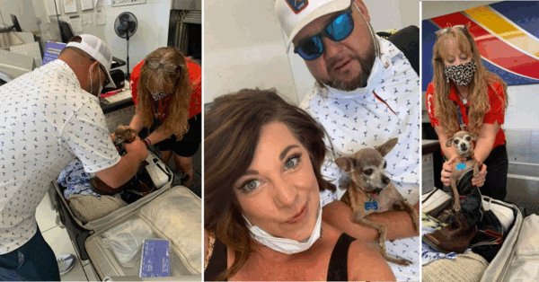 This Couple Found Their Little Chihuahua Hiding Inside In Their Luggage At The Airport