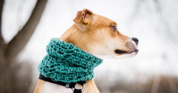 This Infinity Scarf Will Keep Your Dog Warm All Winter Long