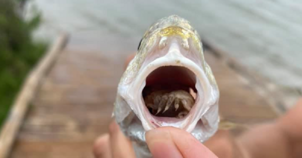 A Tongue Eating Parasite Was Found Living Inside A Live Fish And I’m Never Eating Seafood Again