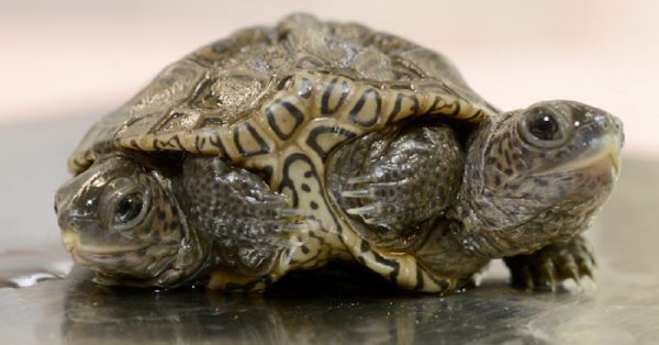 A Two-Headed Baby Turtle Was Born In Massachusetts And It Is So Cute