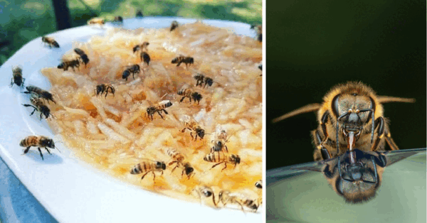People Are Making Food Bowls For Bees To Eat From In The Winter and It Is Brilliant