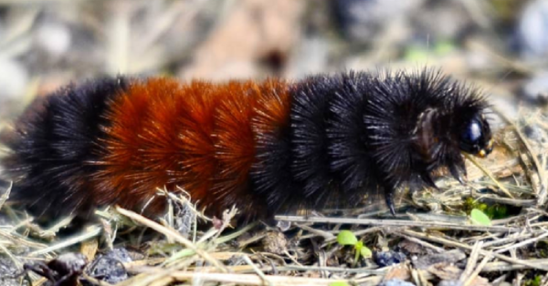 This Wooly Worm Caterpillar Can Predict Winter Weather and It’s Basically The New Punxsutawney Phil