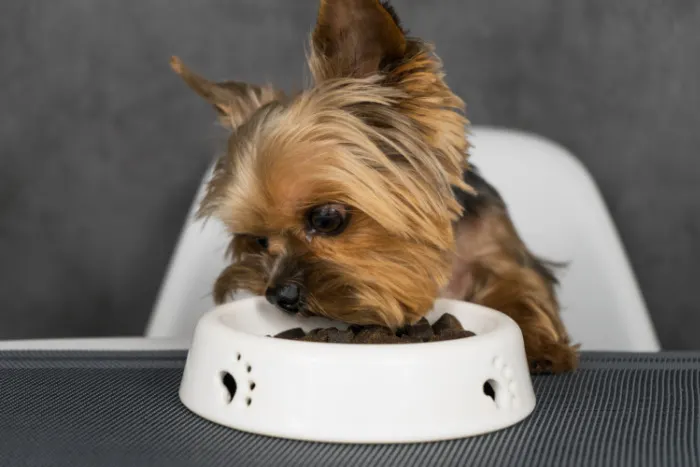 Could your pet's food bowl be harmful?