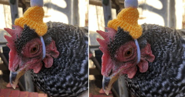 You Can Get A Tiny Knit Hat For Your Chickens to Wear in the Winter