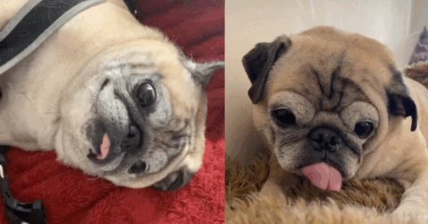 Meet Noodle, The Adorable Pug Who Sometimes Wakes Up With ‘No Bones’