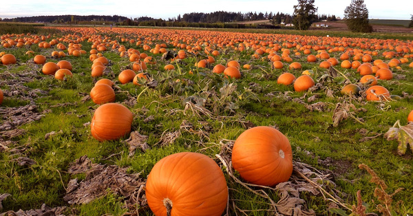 Here’s How To Pick The Perfect Pumpkin