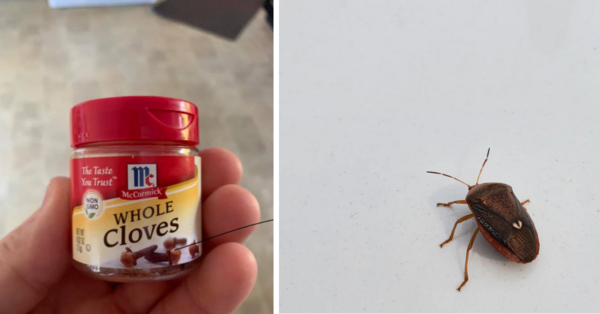 This Genius Hack Helps You Get Rid of Stink Bugs for The Fall and Winter Season