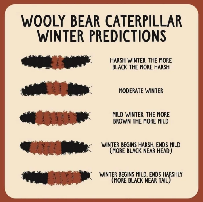 This Wooly Worm Caterpillar Can Predict Winter Weather and It's