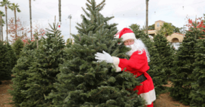 Experts Say, Expect To Pay More For Your Christmas Tree This Year. Here’s Why.