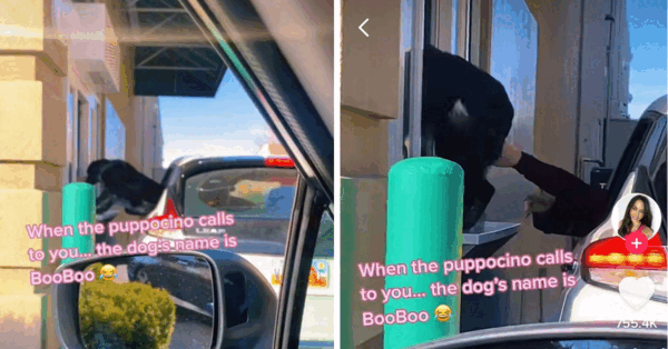 This Person Let Their Dog Climb Through a Starbucks Drive-Thru Window and That’s Not Ok