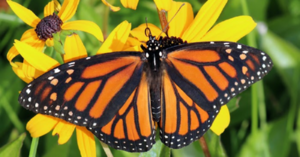 Monarch Butterflies Are Returning To California In Big Numbers For The Winter