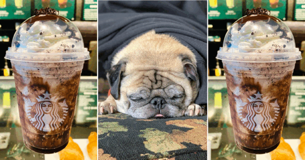 You Can Get A No Bones Day Frappuccino From Starbucks To Bring You Some Comfort As You Rest