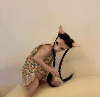 Someone Put Their Sphynx Cat In A Wig And Dress And I'm Laughing So Hard  Right Now