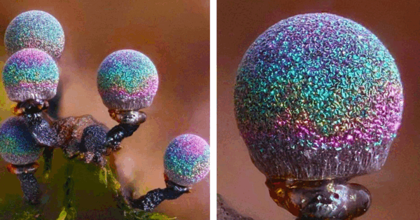 These Mushrooms Look Like A Galaxy Disco Ball and I Need Them In My Life
