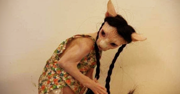 Someone Put Their Sphynx Cat In A Wig And Dress And I’m Laughing So Hard Right Now