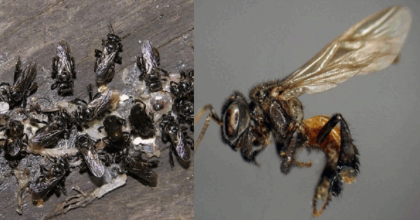 ‘Vulture Bees’ That Feed On Flesh Exist And This Feels Like The Beginning Of A Horror Movie