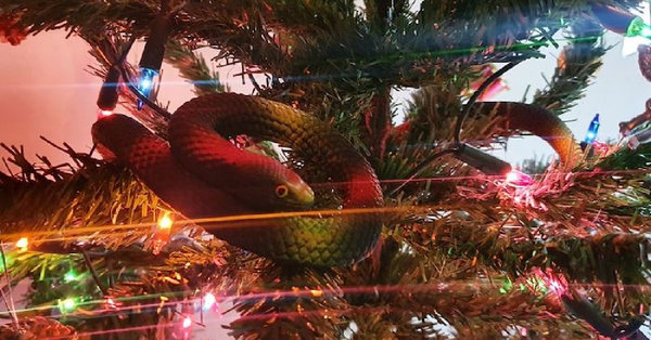 This Family Found A Deadly Venomous Snake In Their Christmas Tree and I’m Shook