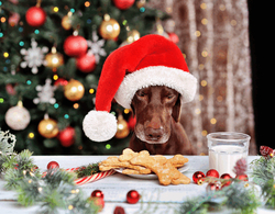 Here’s a List of Foods Your Dogs Cannot Eat on Christmas Day