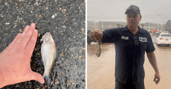 It Was Raining Fish In Texas and It’s One of The Craziest Things Ever