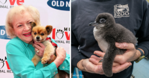 A Little Blue Penguin Has Been Named After Betty White’s ‘Golden Girls’ Character And It’s So Adorable